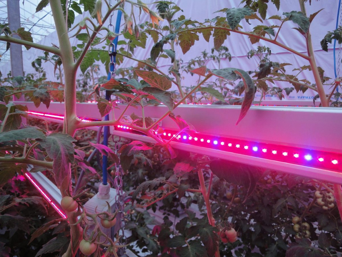 Tomato plants with LED lighting in background