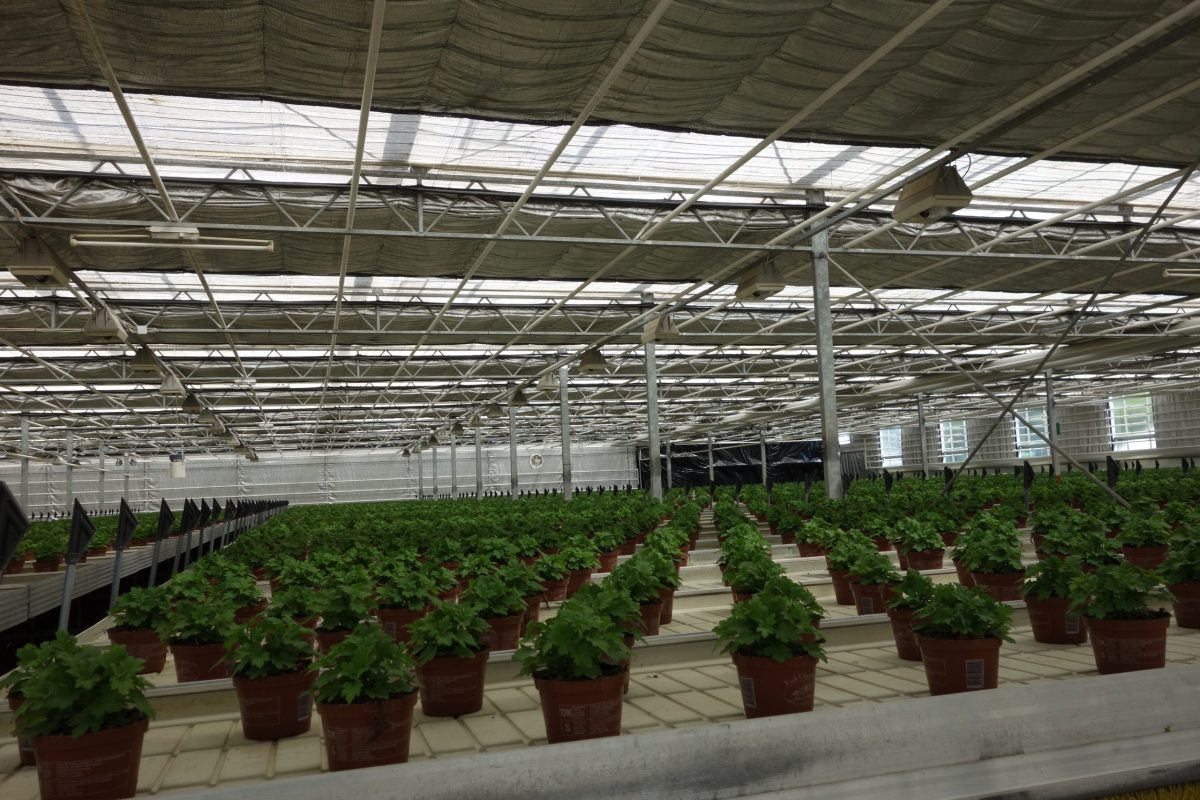 Plants in greenhouse using energy screens