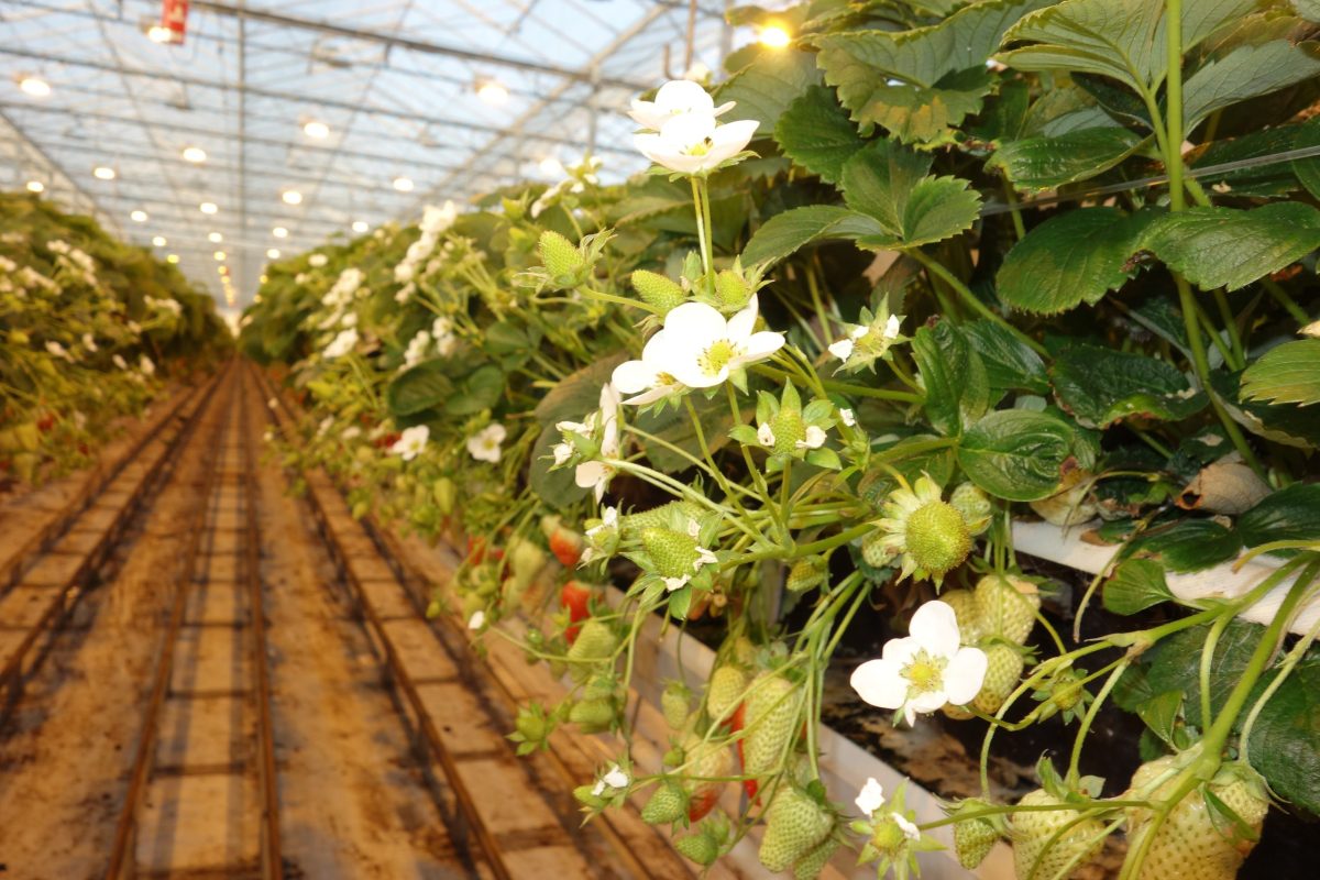 Strawberries growing in a glasshouse