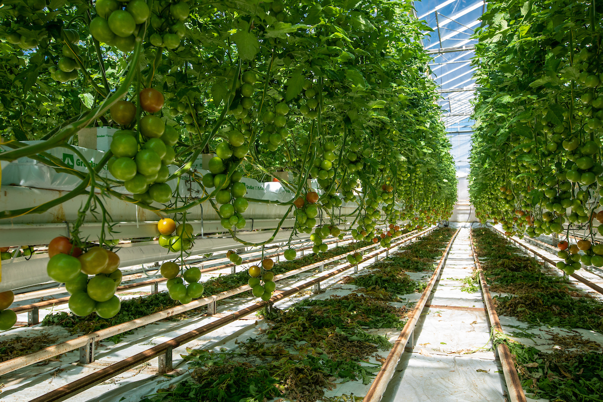 A commercial tomato crop in a greenhouse with CO<sub>2</sub> supply pipe underneath row