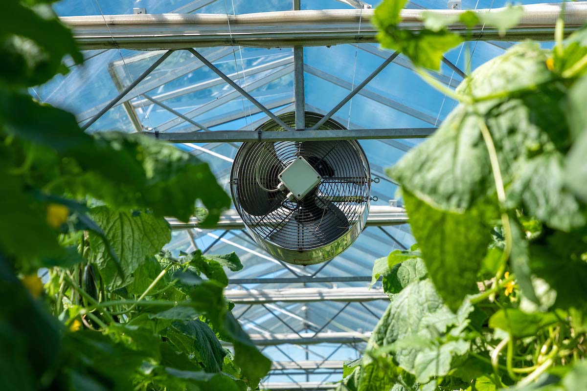 Introduction to air circulation fans in greenhouses 