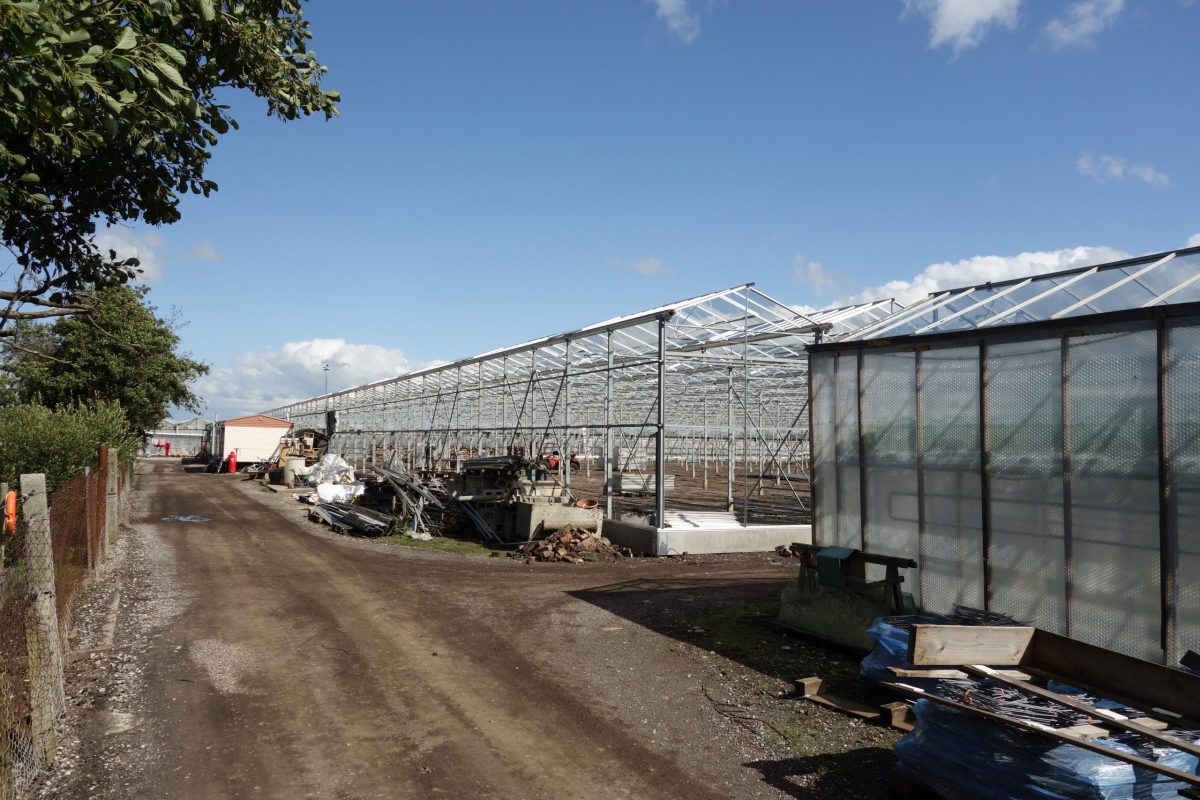 Glasshouse in process of being converted for soft fruits