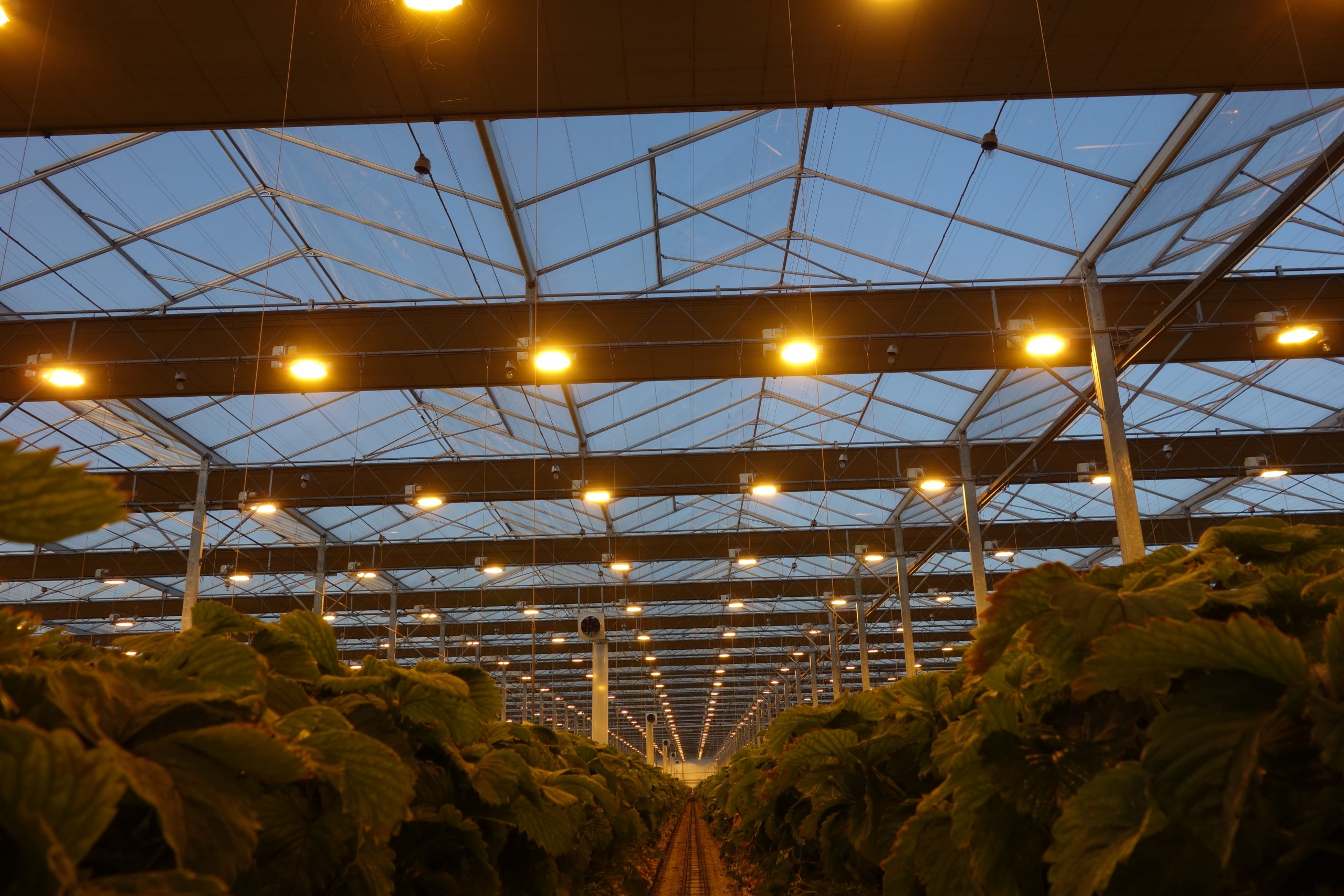 Assimilation lighting in a glasshouse