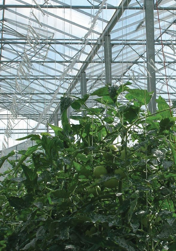 Healthy crops growing within a large greenhouse