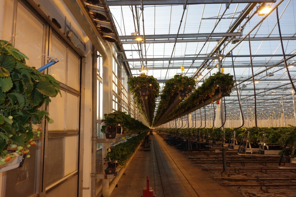 Glasshouse for strawberry production