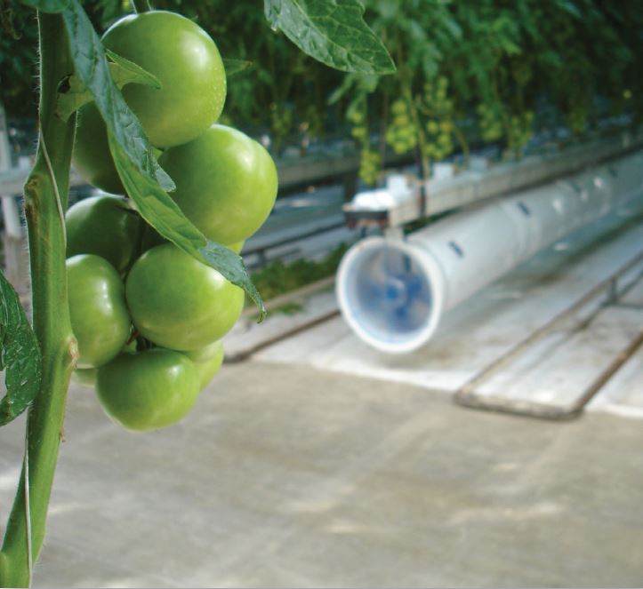 Tomatoes growing in greenhouse with air movement system in the background