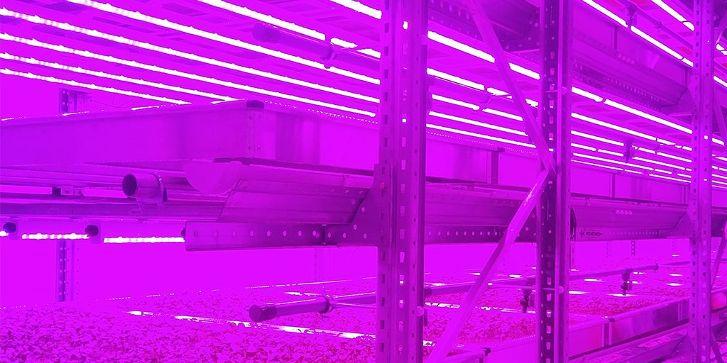 The ups and downs of vertical farming
