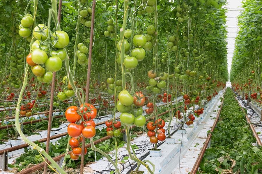 Introduction to air movement in greenhouses 