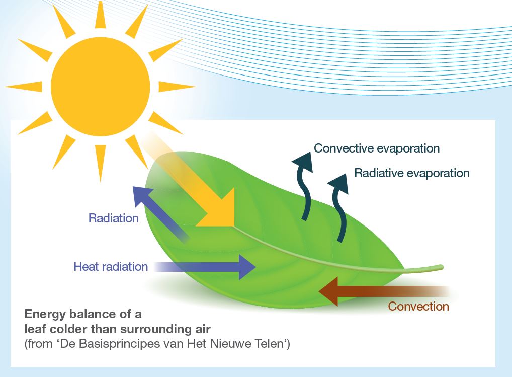 This diagram shows the energy balance of a leaf colder than surrounding air (from 'De Basisprimciples van Ht Nieuwe Telen')