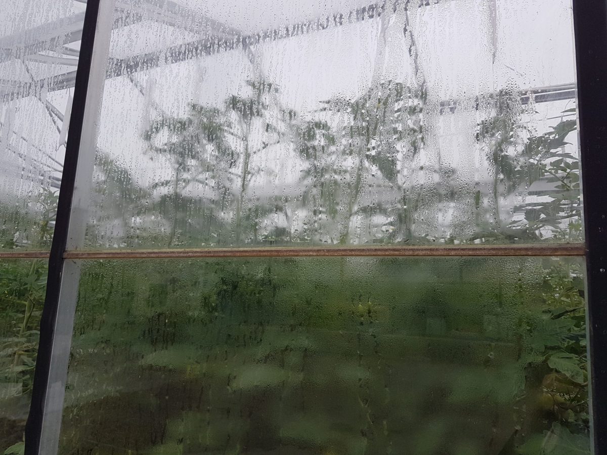 Large droplets of condensation forming on the glass in a greenhouse