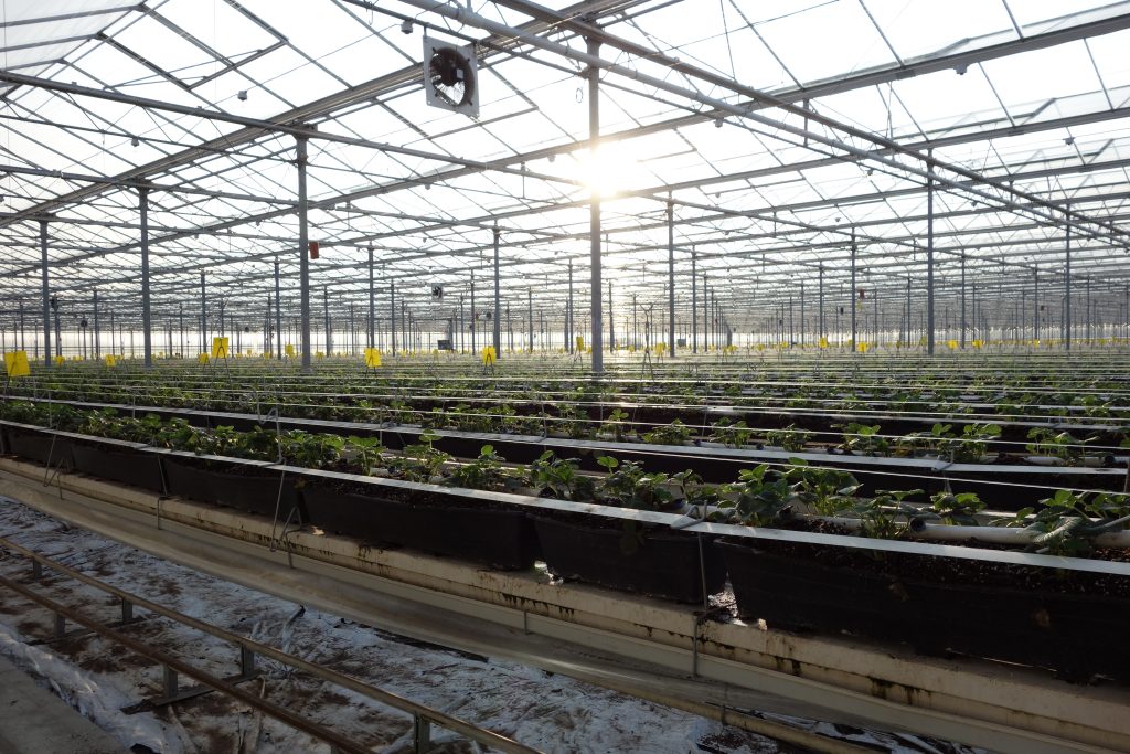 Rows of crops growing in a glasshouse