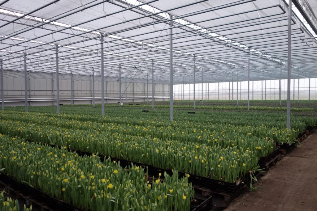 Flowers growing in a greenhouse