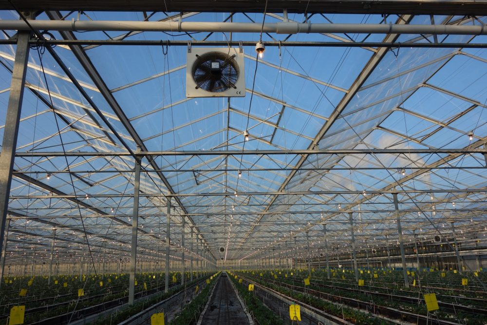 Plants growing in greenhouse