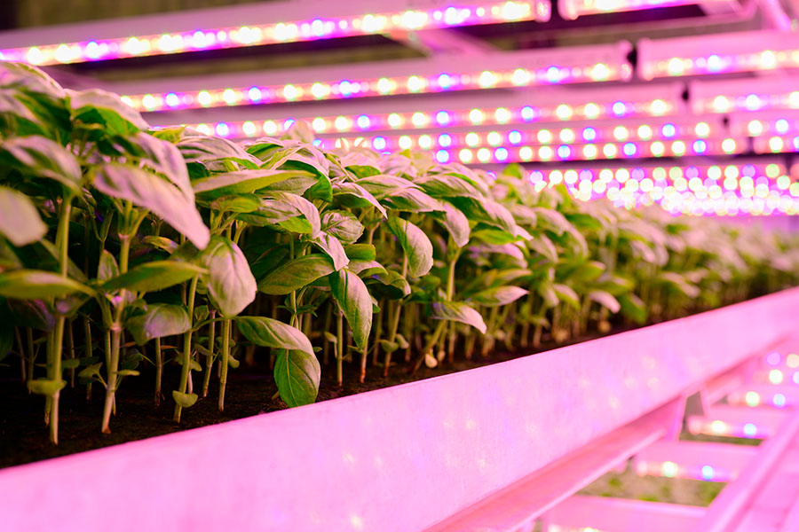 Why use radiation sum control for supplementary lighting in greenhouses? 