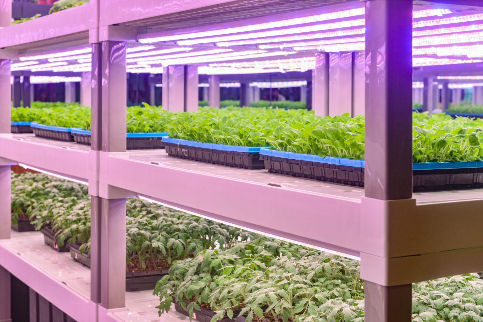 The ups and downs of vertical farming Growsave