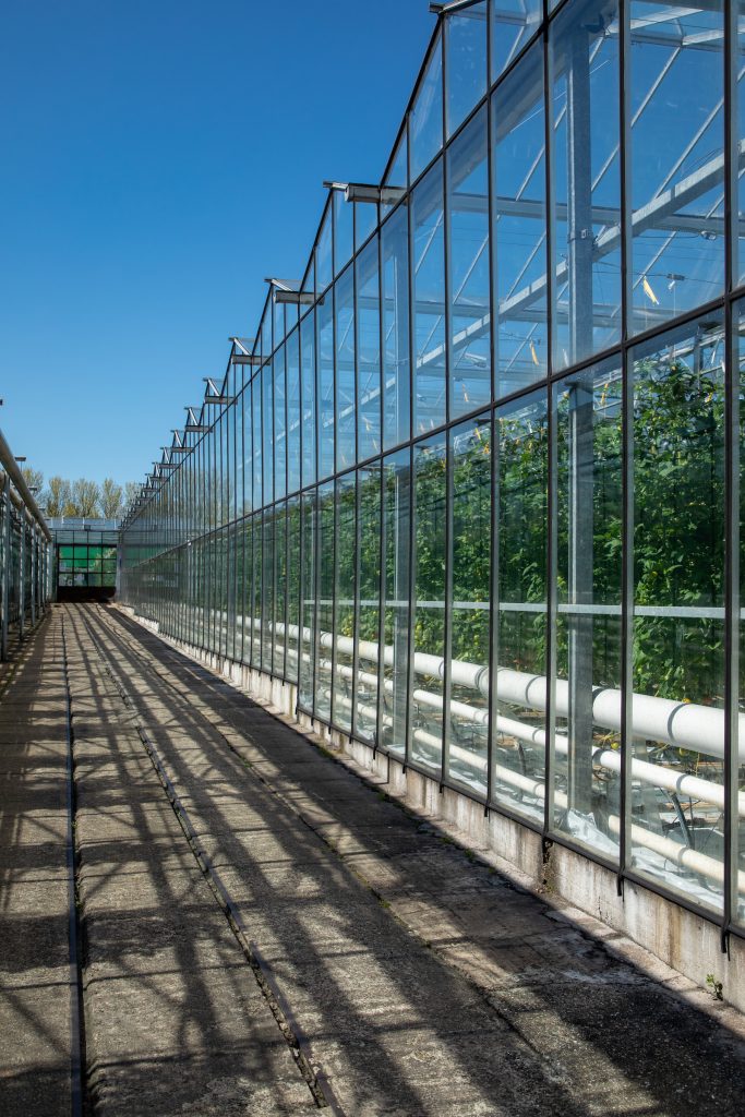 An external view of a glasshouse containing a tomato crop.