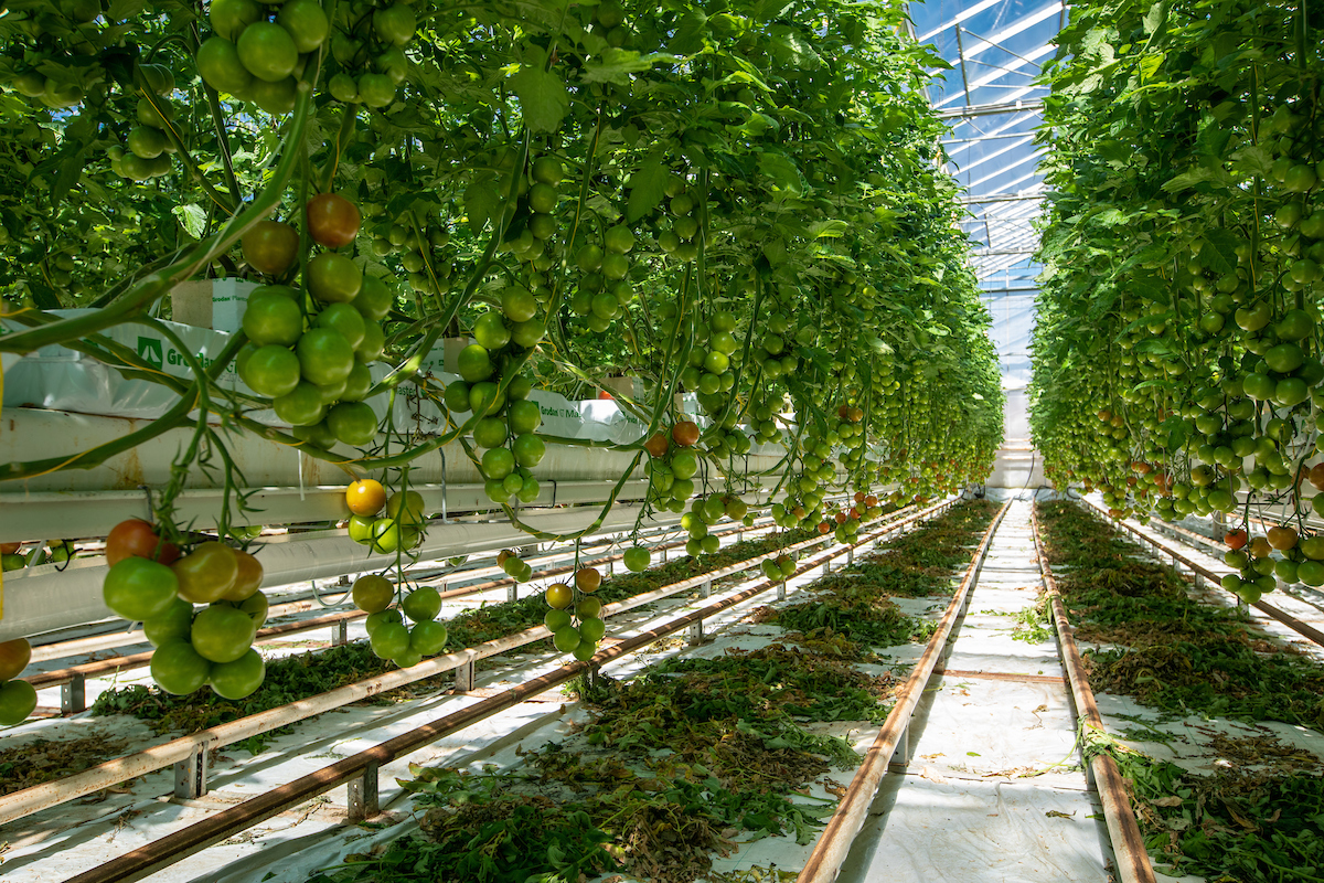 A commercial tomato crop in a greenhouse with CO<sub>2</sub> supply pipe underneath row