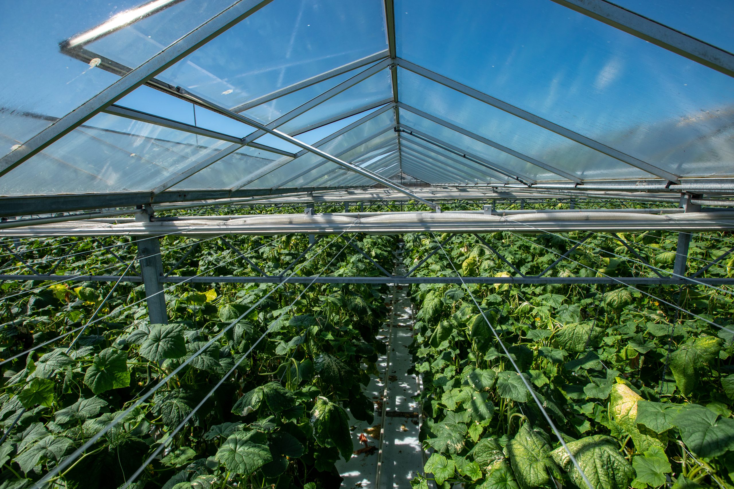 Glasshouse heat recovery
