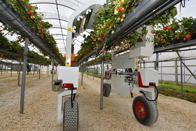 Robotics & Artificial Intelligence (AI) in Horticulture