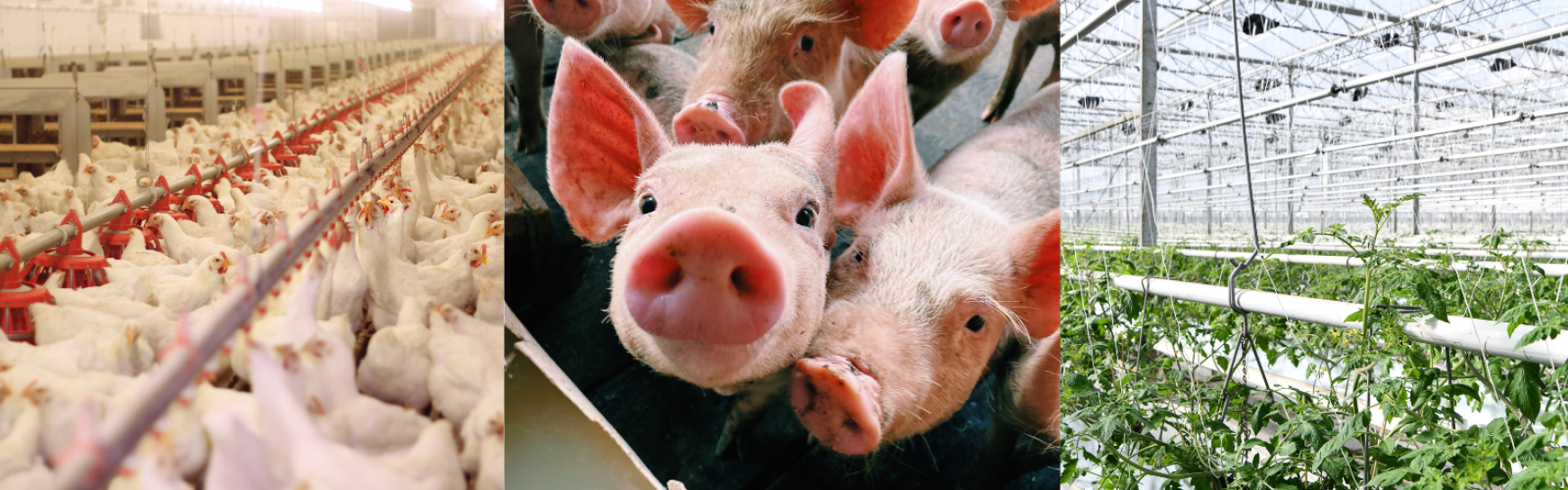 New CCA Scheme set to launch in January 2026 for Pig, Poultry, and Horticulture Sectors